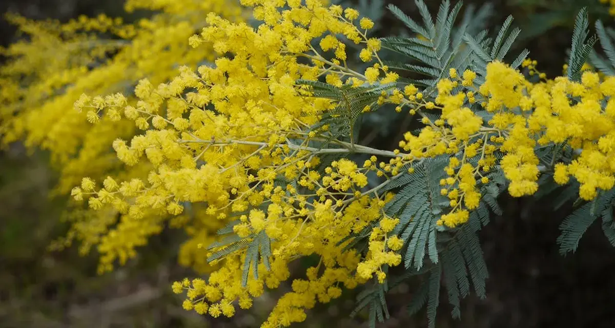 Rameau de mimosa aux fleurs d'un jaune éclatant, évoquant la douceur du printemps. La couleur mimosa est ici à son apogée.