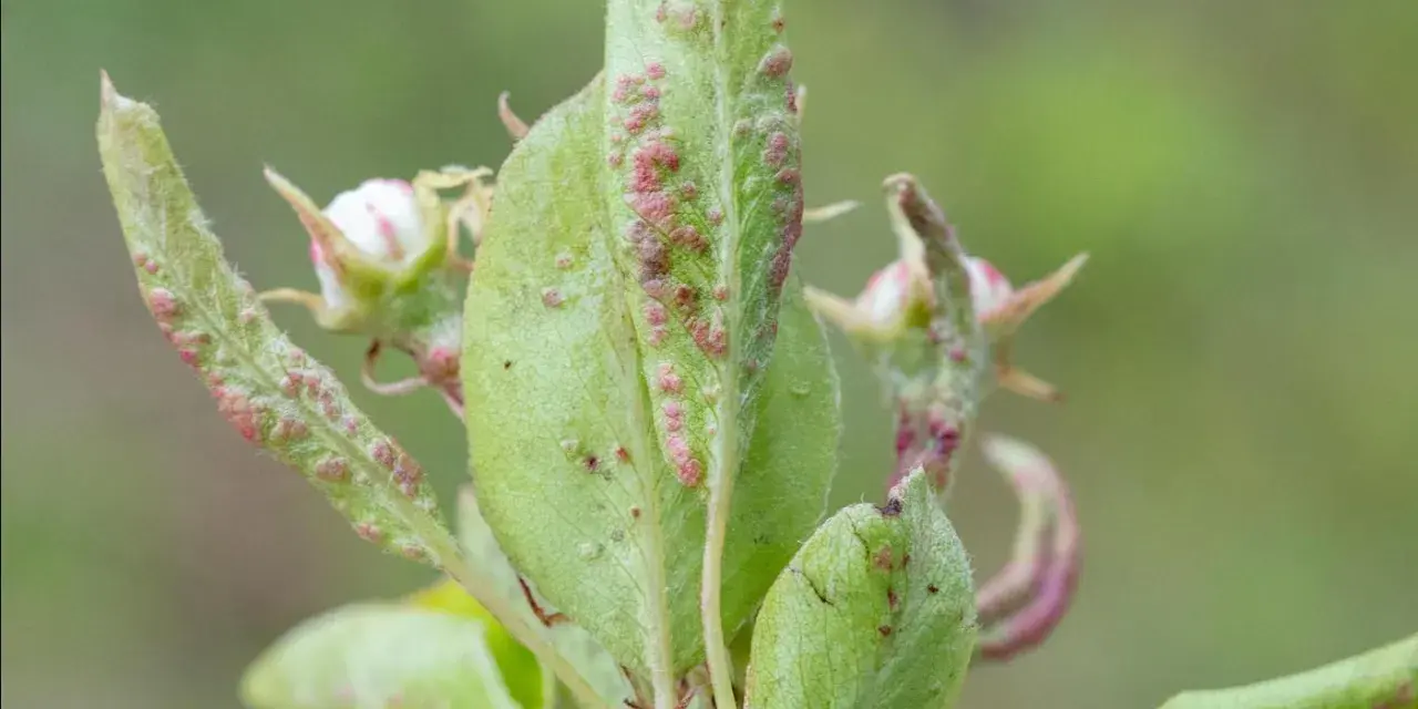 Feuilles de poirier atteintes par le phytopte du poirier, avec de petites pustules rouges et des bourgeons floraux.