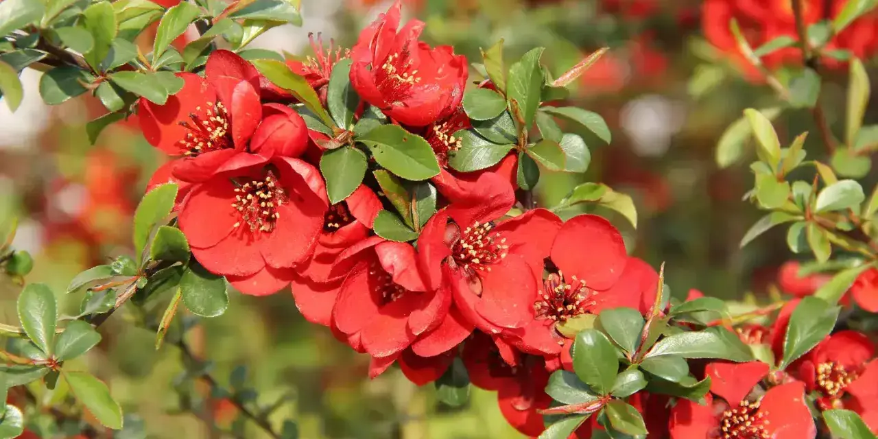 Bouture de cognassier en pleine floraison, ses fleurs rouges vives contrastent avec le feuillage vert.