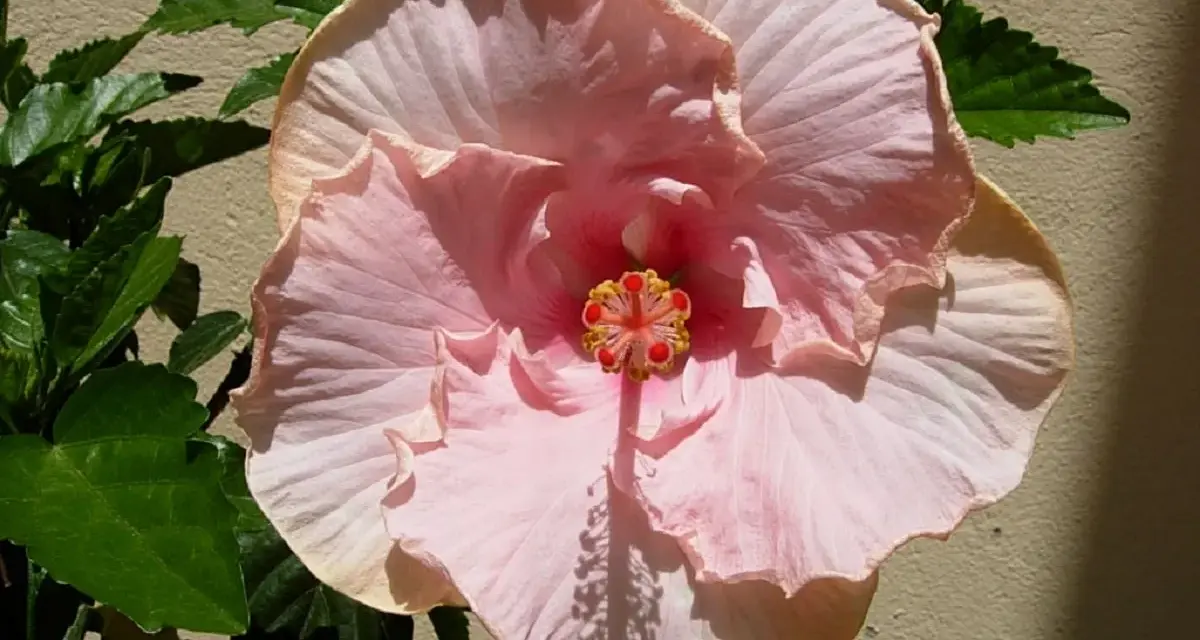 Fleur d'hibiscus rouge vif avec des feuilles vertes et un bouton floral.
