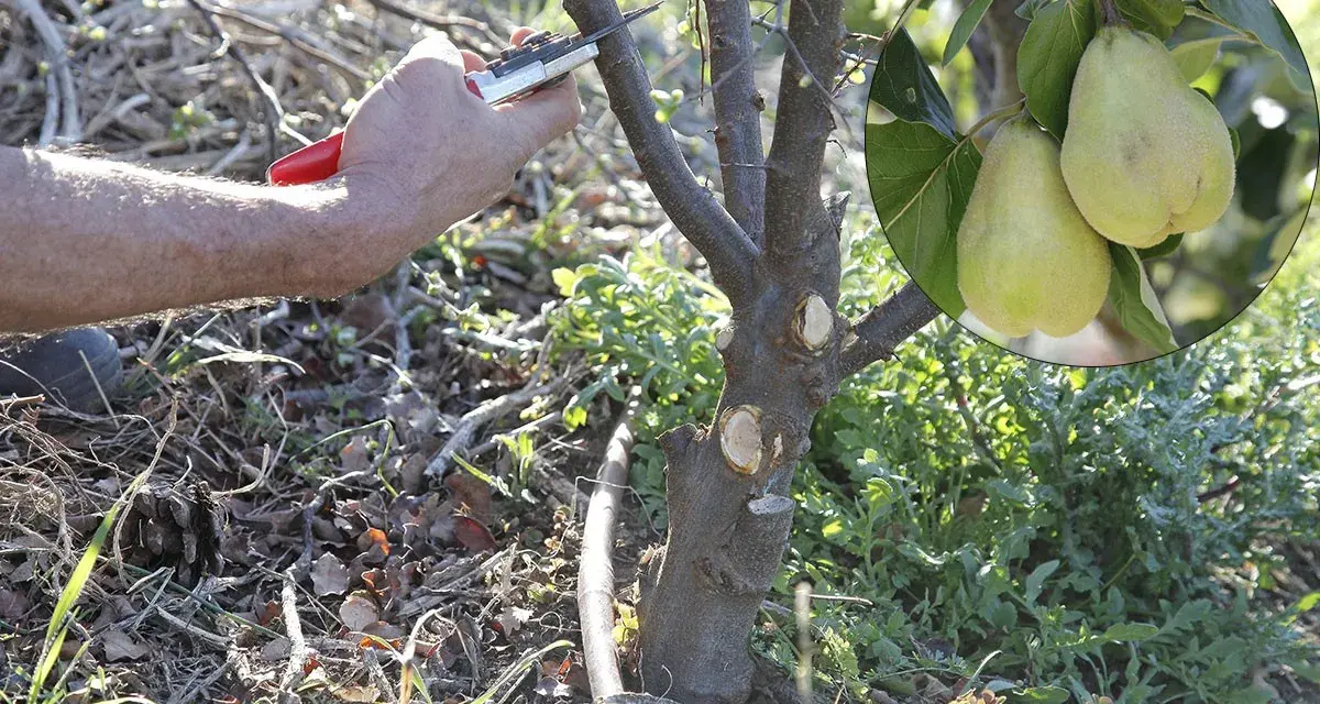 Main d'un jardinier taillant un jeune cognassier. En médaillon, deux fruits jaunes mûrs sur une branche.