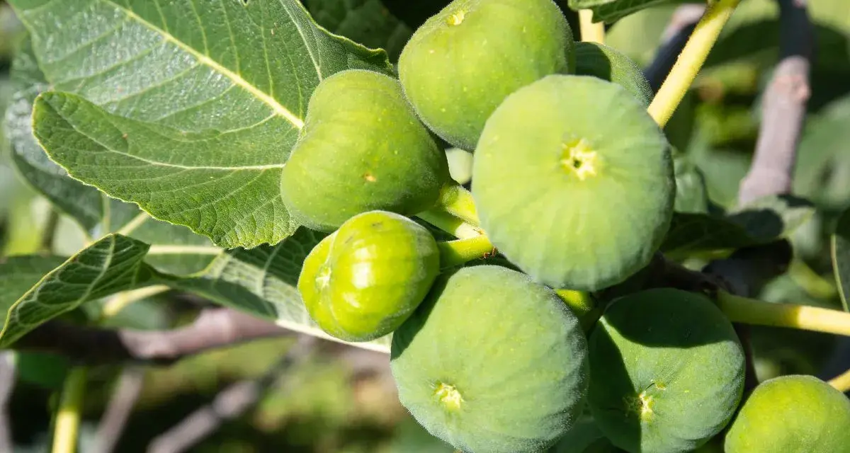 Grappe de figues vertes mûres sur une branche, avec des feuilles luxuriantes.
