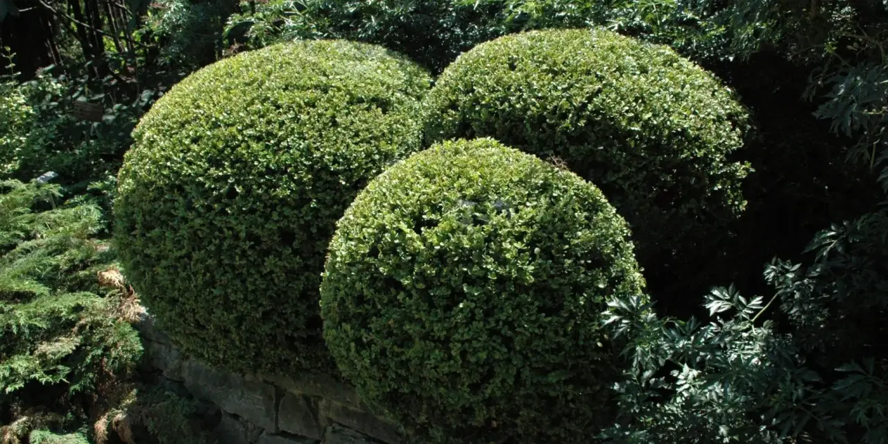Trois buis taillés en boules sur un muret de pierre. Ces arbustes, malgré leur belle apparence, peuvent souffrir de la maladie du buis.