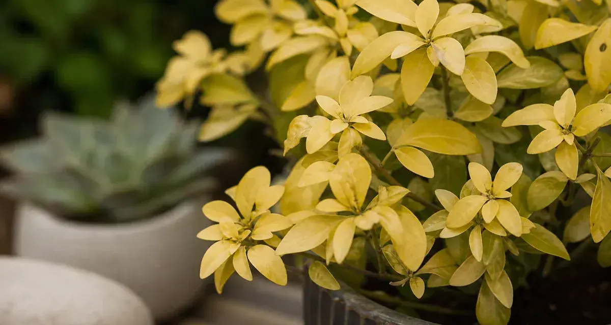 Plante d'Oranger du Mexique aux feuilles jaunes, peut-être un signe de maladie. Un succulent est flou en arrière-plan.