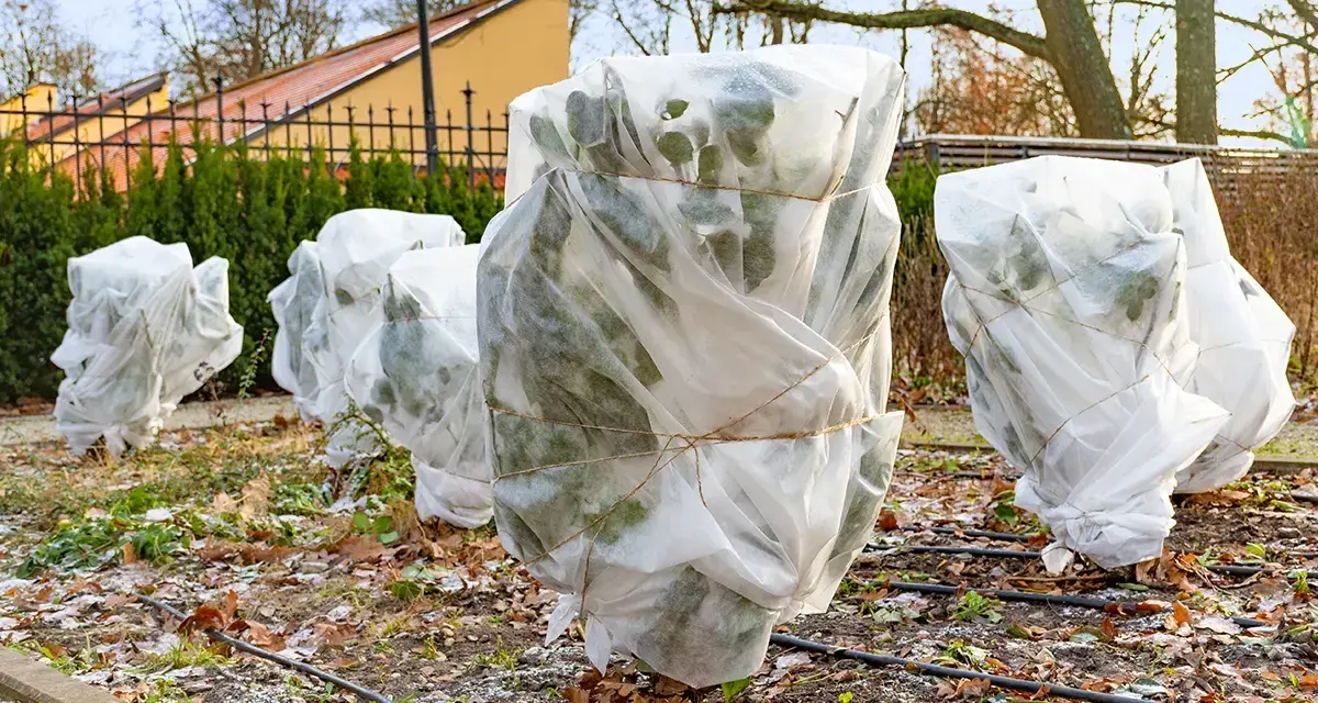 Des plantes, dont un palmier, sont emballées dans du tissu blanc pour les protéger du **palmier hiver**.
