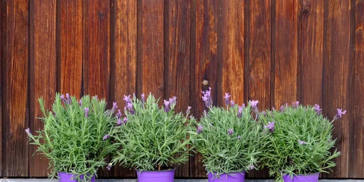 Quatre pots de lavande variété aux fleurs violettes, alignés devant un mur de bois brun.