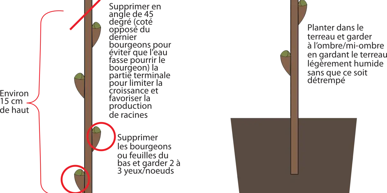 Illustration montrant comment préparer une bouture de noisetier pour la plantation.