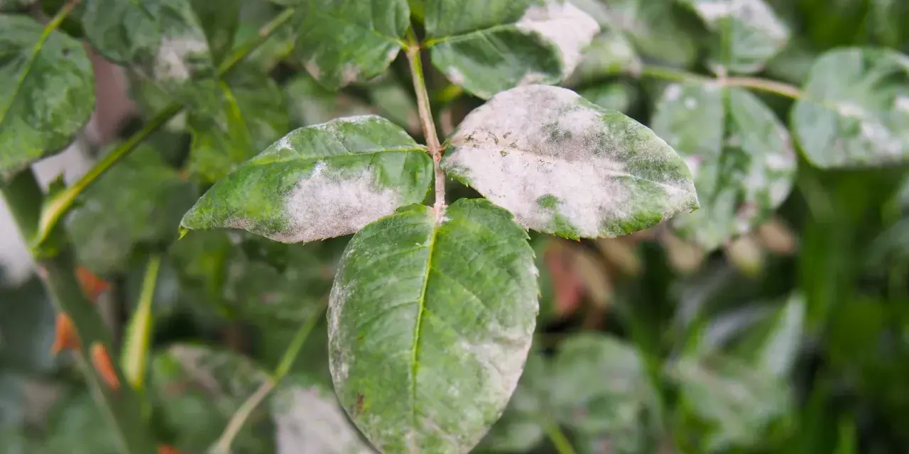 Feuilles de rosier atteintes de mildiou, une poudreuse blanche recouvrant le feuillage vert.