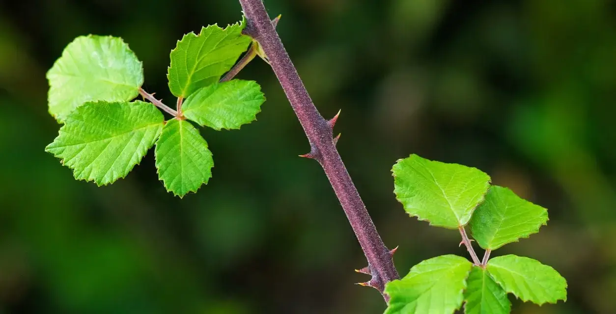 Tige pourpre de ronce avec des feuilles vertes vives et des épines acérées, un défi pour se débarrasser des ronces.