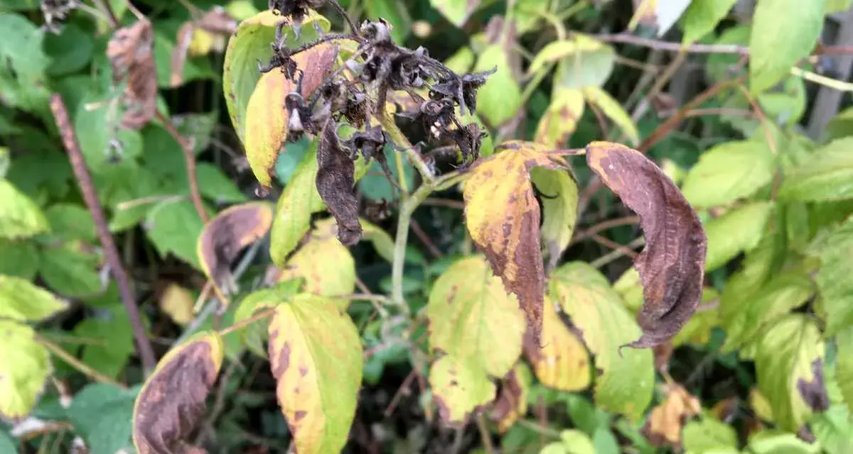 Feuilles de framboisier jaunies et brunies, signe d'une maladie. Les tiges sont sèches et les fruits flétris.