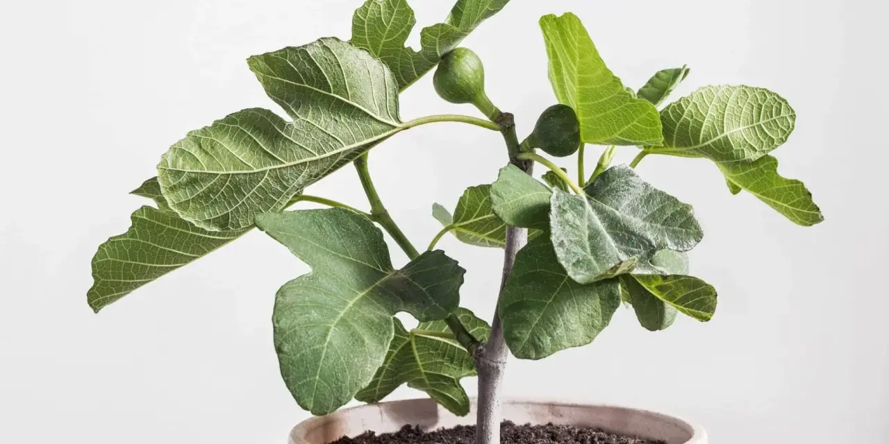 Jeune figuier en pot, ses feuilles vertes et lobées semblent saines, sans signe de maladie du figuier. Une petite figue verte est visible.