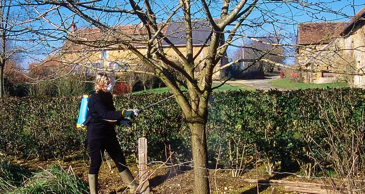 Une personne effectue un traitement sur un jeune arbre, probablement un cerisier, avec un pulvérisateur à dos.