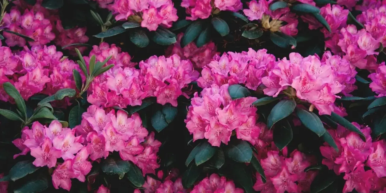 Gros plan sur des fleurs de rhododendron roses vives, leurs pétales délicats contrastant avec le feuillage sombre. La taille de ces fleurs est impressionnante.