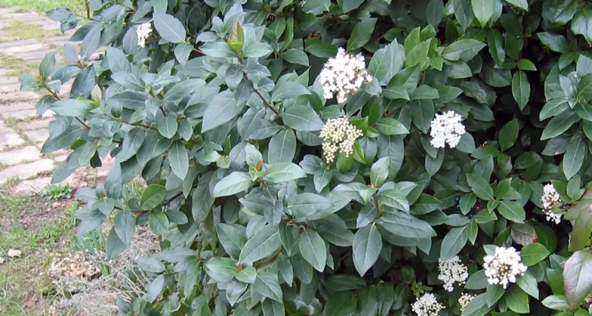 Un arbuste dense aux feuilles vertes foncées, parsemé de grappes de petites fleurs blanches. Un parfum subtil de laurier et de thym flotte dans l'air.