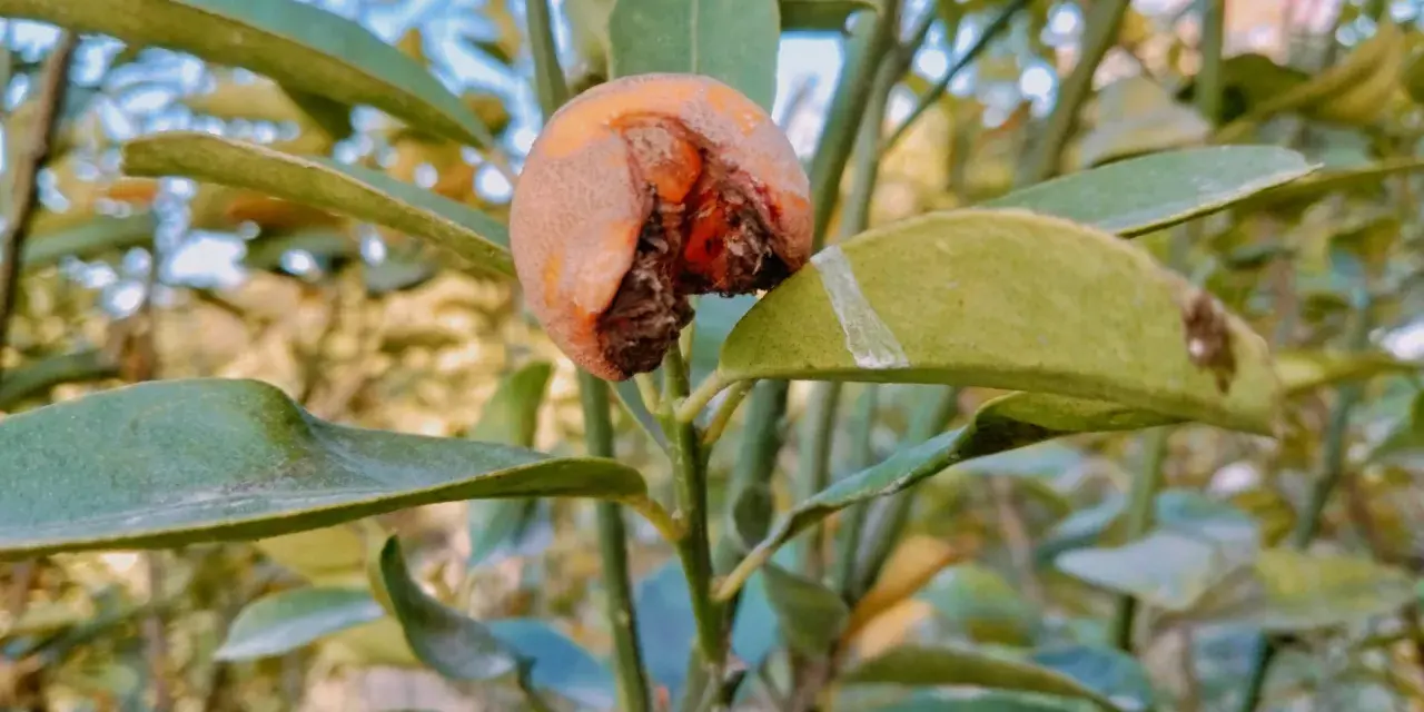 Un fruit abîmé sur une branche, signe d'une possible maladie de l'abricotier. Les feuilles sont vertes mais semblent légèrement atteintes.