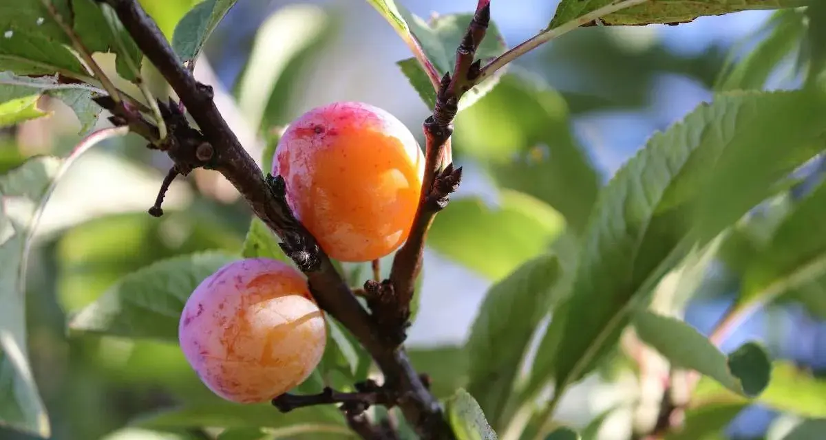 Deux prunes mûres, une orange et une rose, pendent d'une branche de prunier du Japon.