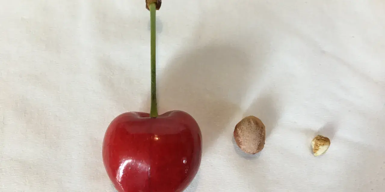 Une cerise rouge, son noyau et une petite graine, prêts à faire germer un noyau de cerise.