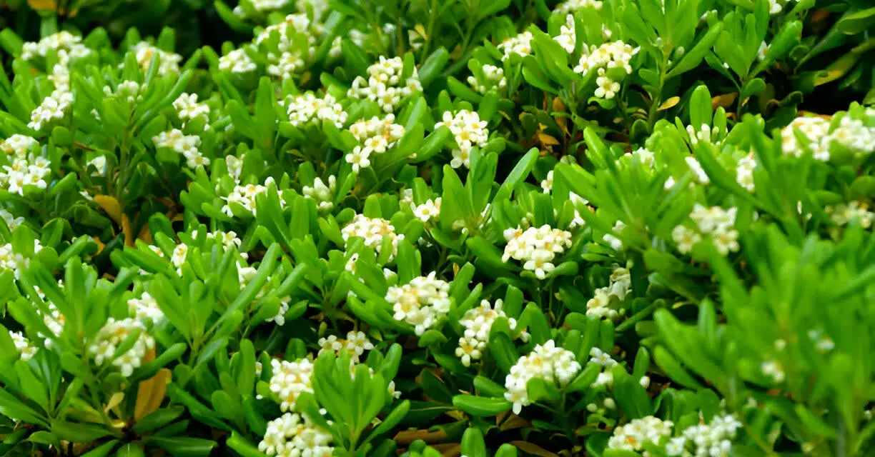 Un buisson dense de Pittosporum tobira, couvert de petites fleurs blanches parfumées, offre un spectacle printanier.