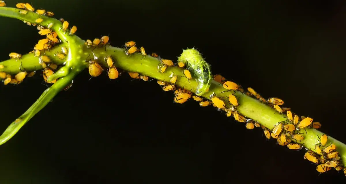 Un essaim de pucerons jaunes envahit une tige verte de laurier rose, une petite chenille verte se faufile parmi eux.