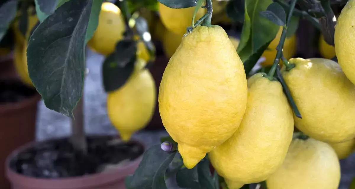 Citronnier en pot, chargé de citrons jaunes. Un bon engrais citronnier a permis cette belle récolte.