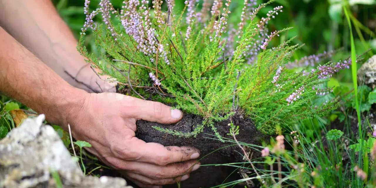 Mains plantant une bruyère aux délicates fleurs roses dans la terre.