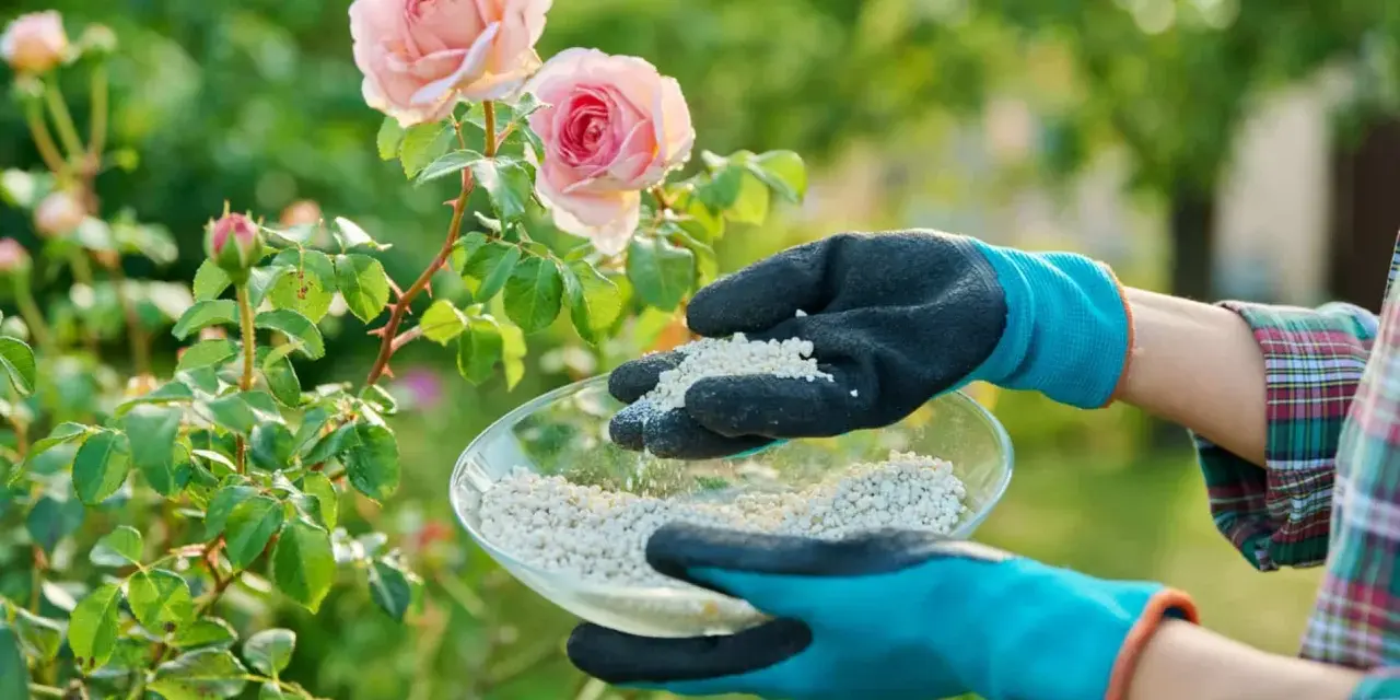 Mains gantées tenant un bol d'engrais pour rosier près de magnifiques roses roses.