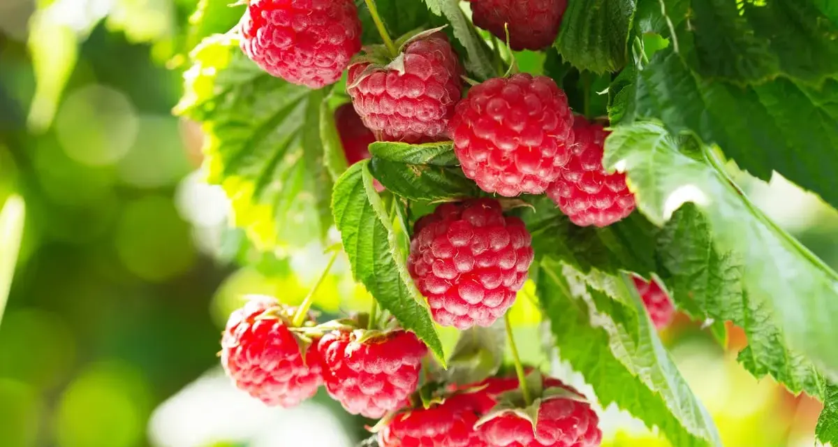Gros plan sur des framboises mûres sur une branche, prêtes à être cueillies. Un bon engrais framboisier assure une récolte abondante.