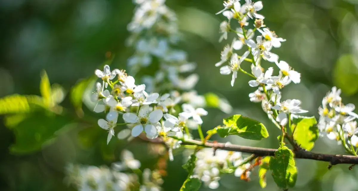 Grappes de fleurs blanches délicates sur une branche, évoquant la promesse de fruits grâce à un bon engrais cerisier.