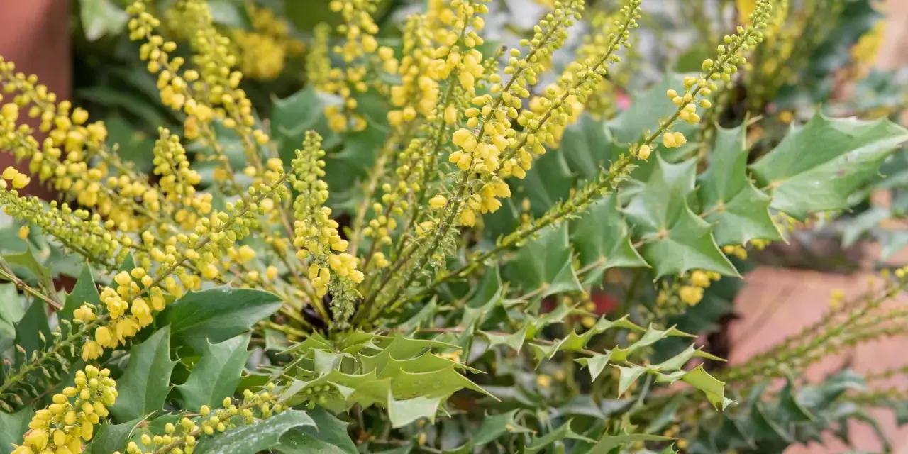 Grappes de petites fleurs jaunes sur un arbuste aux feuilles vertes piquantes. Diverses variétés de mahonia en pleine floraison.