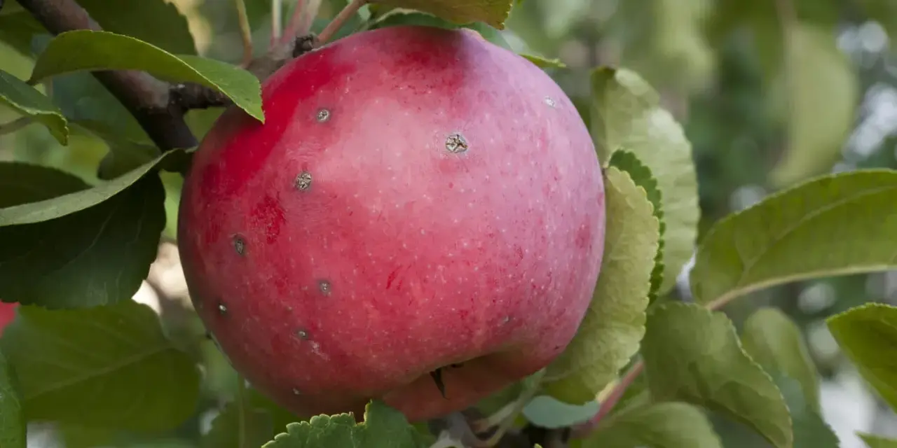 Pomme rouge sur une branche, présentant des marques de tavelure. Les feuilles vertes entourent le fruit, créant un tableau naturel.