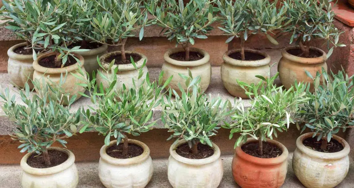 Plusieurs jeunes oliviers en pot, prêts à être plantés. Ces boutures d'olivier promettent de futurs arbres majestueux.