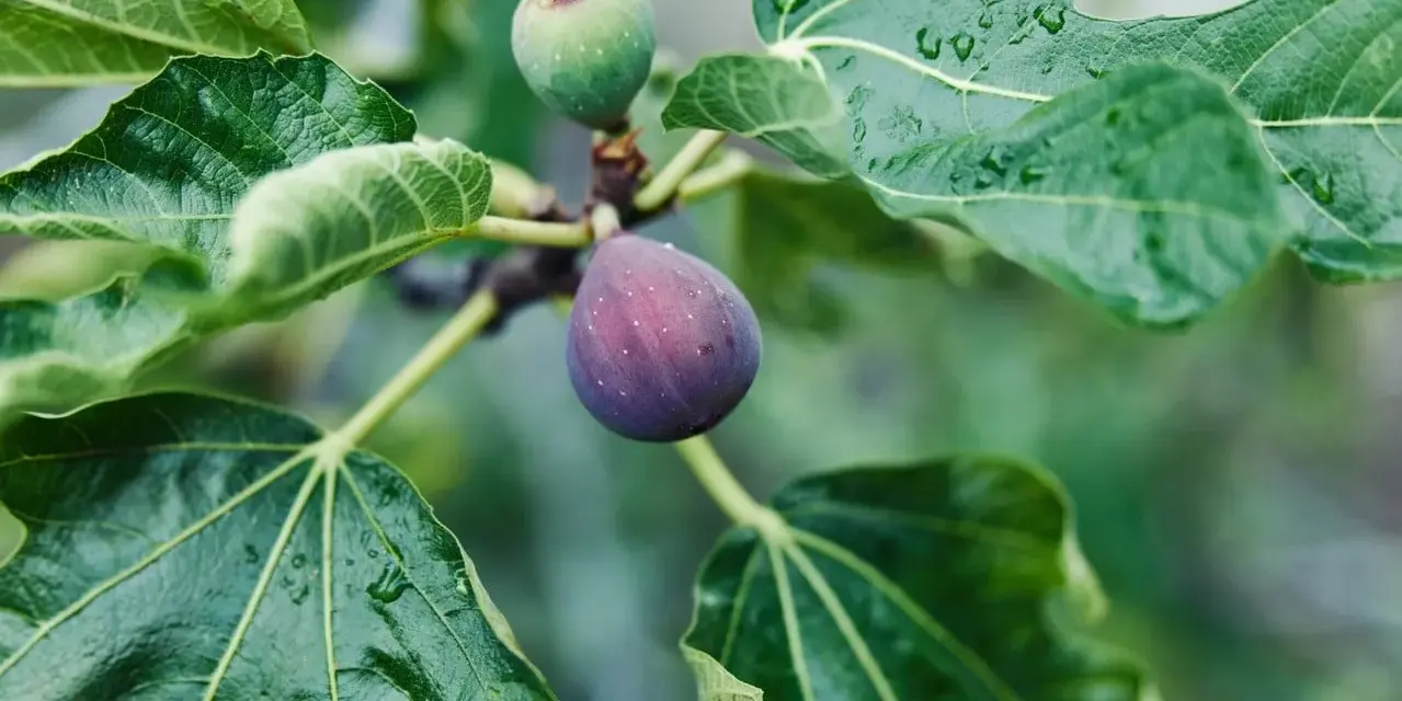 Figues mûres et vertes sur une branche, entourées de feuilles humides. Le **chancre du figuier** peut affecter ces fruits.