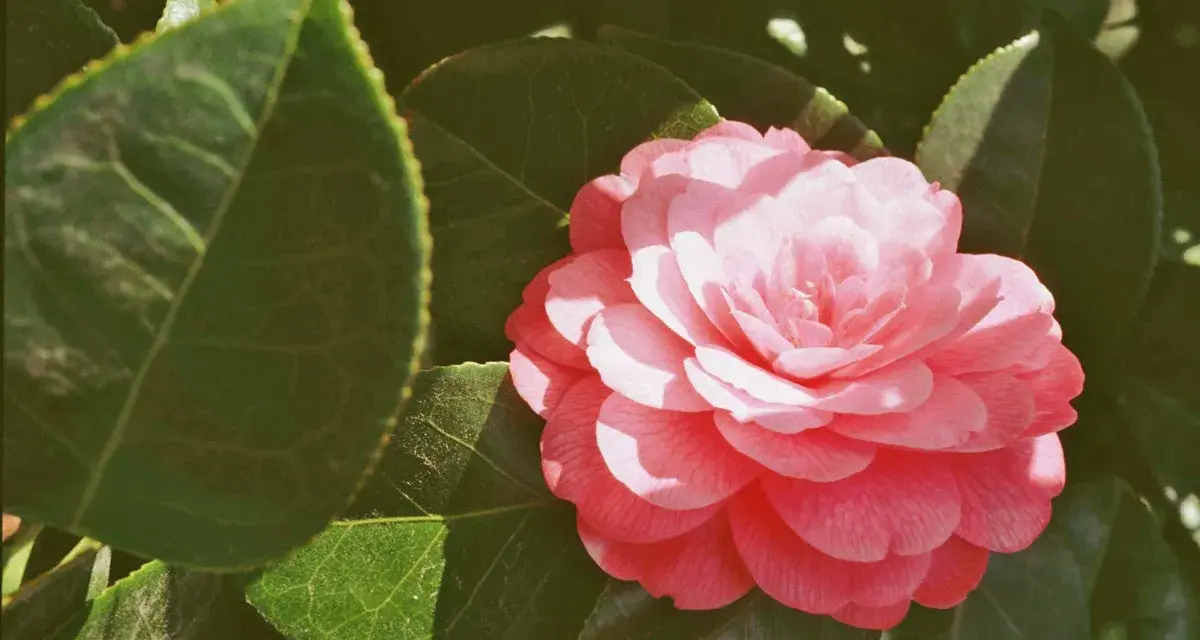 Une belle camélia fleur rose, aux pétales délicats, s'épanouit au milieu de feuilles vertes luxuriantes.