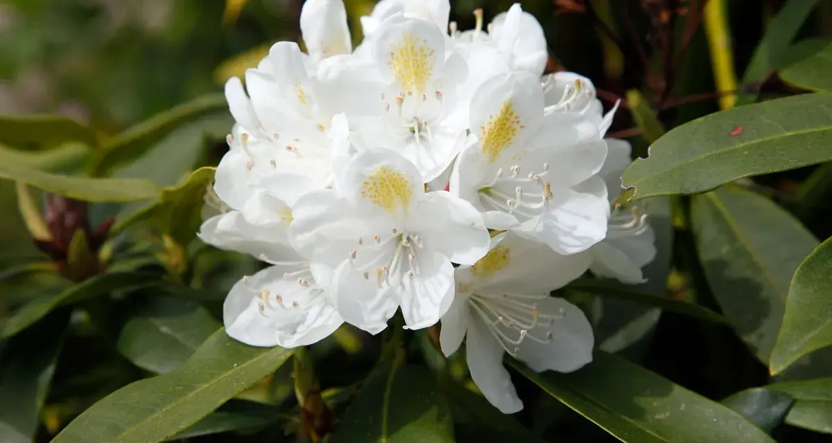 Gros plan sur un magnifique rhododendron blanc aux pétales délicats et aux taches jaunes. Idéal pour planter un rhododendron dans votre jardin.