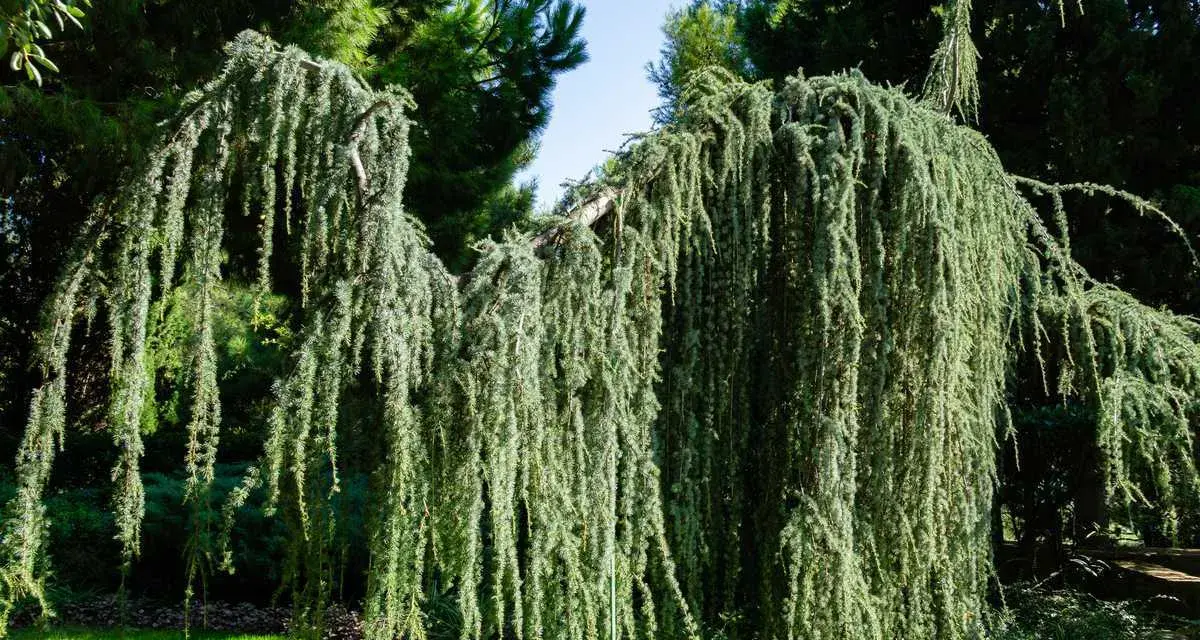 Un magnifique saule pleureur nain aux branches tombantes, créant un rideau végétal luxuriant dans un jardin verdoyant.