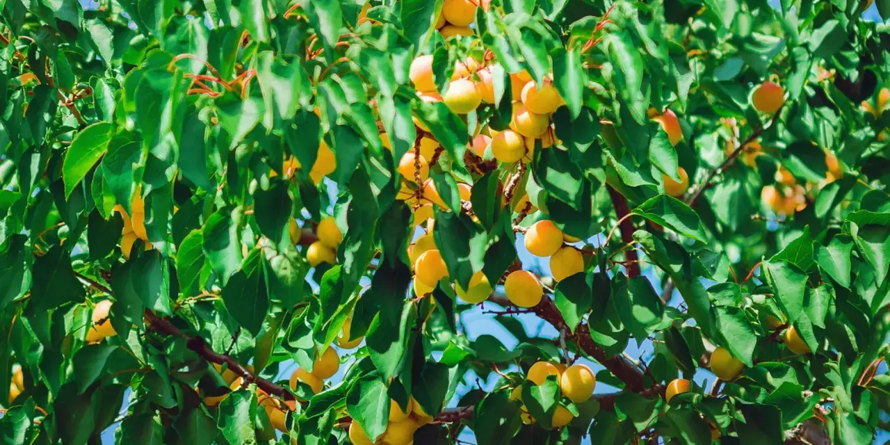 Abricots mûrs sur une branche, sous un ciel bleu. Les feuilles vertes contrastent avec les fruits orangés, malgré les signes de moniliose abricotier.