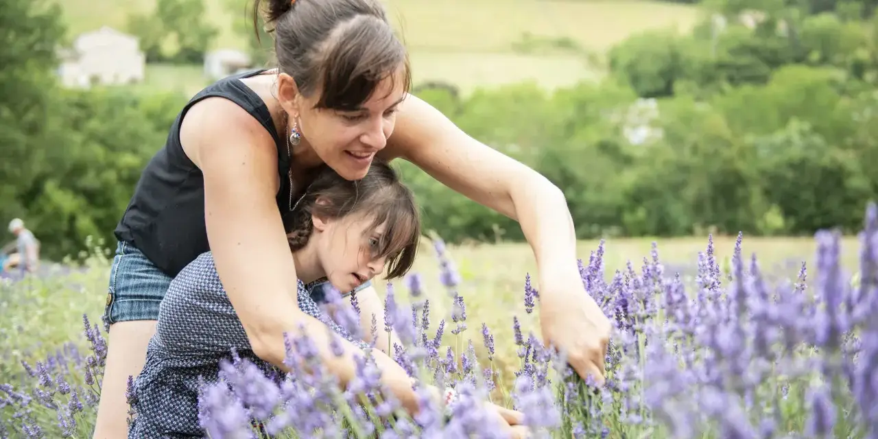 Une mère et sa fille cueillent de la lavande dans un champ parfumé, profitant d'un moment complice sous le soleil.