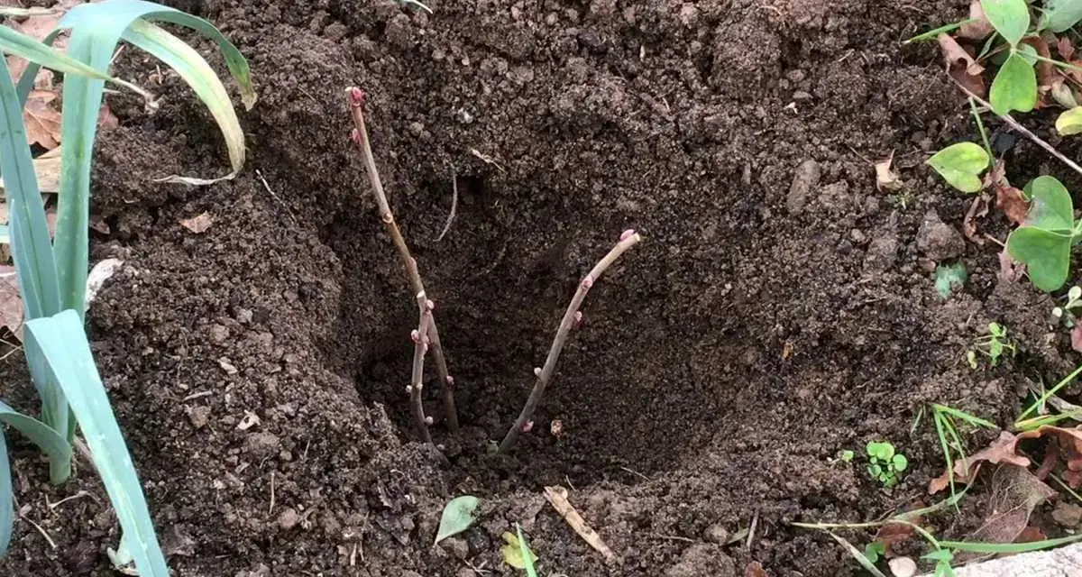Deux boutures de cassis plantées dans la terre, prêtes à prendre racine et à offrir de futurs fruits.