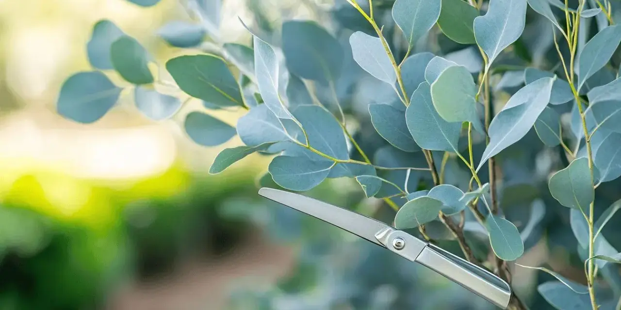 Ciseaux argentés prêts pour la taille eucalyptus. Les feuilles bleutées et le soleil créent une ambiance douce.