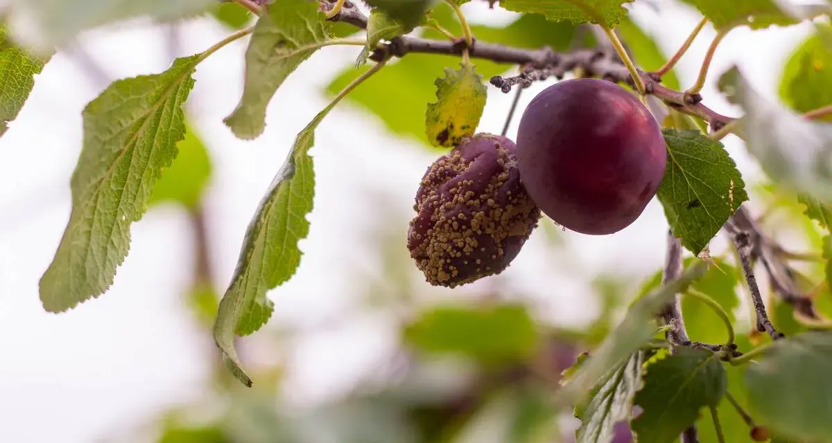 Une prune saine à côté d'une autre affectée par la maladie prunier, recouverte de pustules jaunâtres.