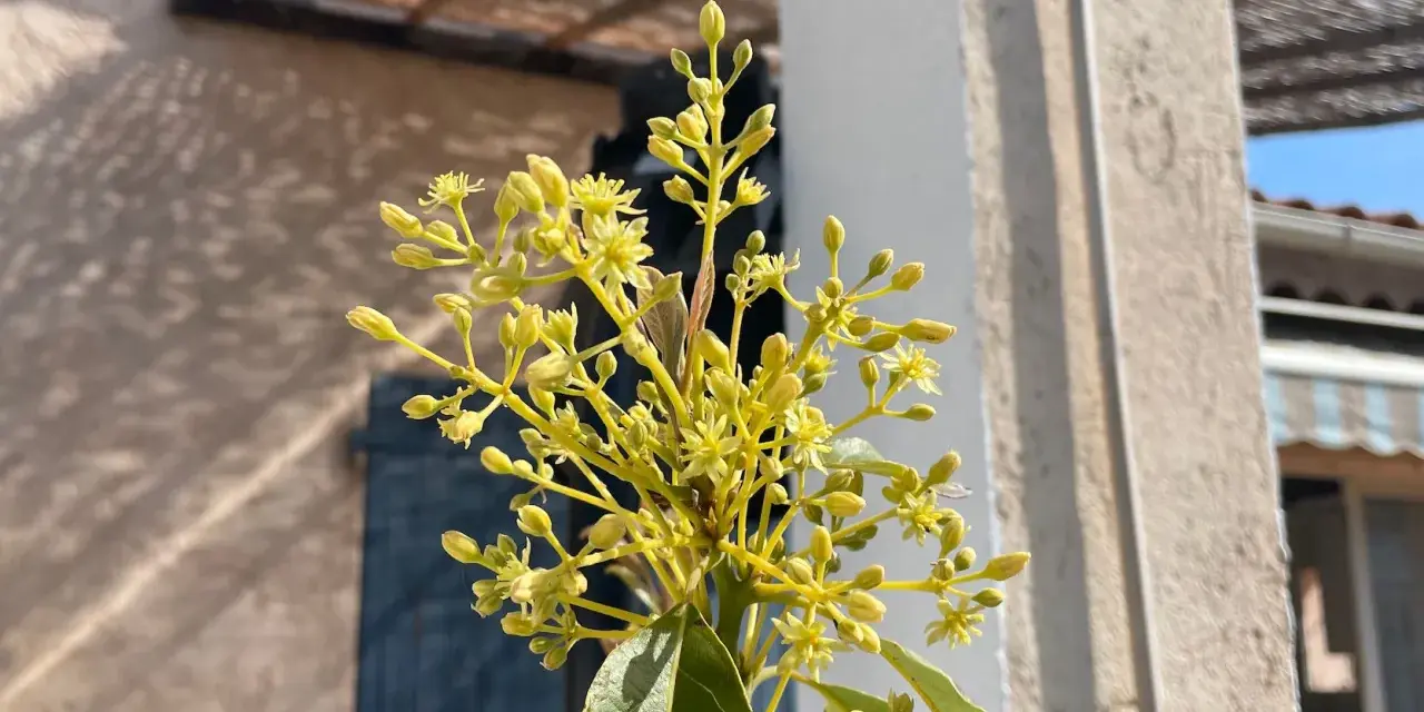 Grappe de petites fleurs jaunes d'un avocatier, annonçant les futurs fruits.
