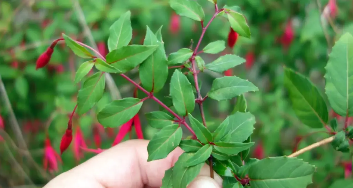 Une main tient une bouture de fuchsia aux feuilles vertes et aux fleurs rouges pendantes.