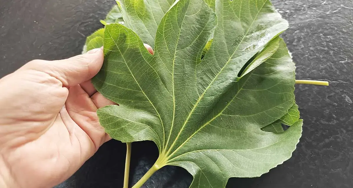 Une main tient une grande feuille de figuier verte, aux nervures marquées, sur un fond sombre.