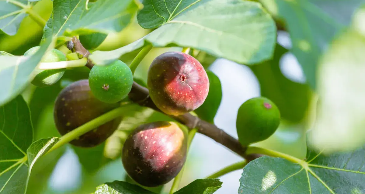 Figuier adulte portant des figues vertes et mûres, prêtes à être cueillies.