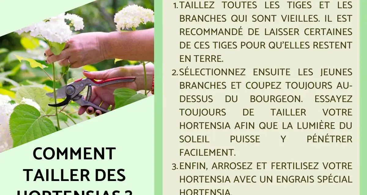 Comment et quand tailler les hortensias : conseils pour des fleurs éclatantes. Une main coupe une tige avec un sécateur.