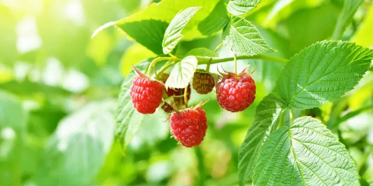 Des framboisiers remontants gorgés de soleil, prêts à être cueillis. Leurs fruits rouges brillent au milieu des feuilles vertes.