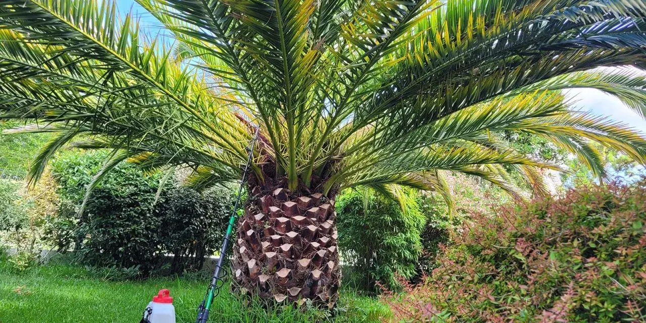 Un palmier aux feuilles jaunies, peut-être atteint d'une maladie du palmier. Un pulvérisateur et un outil sont prêts pour le traitement.