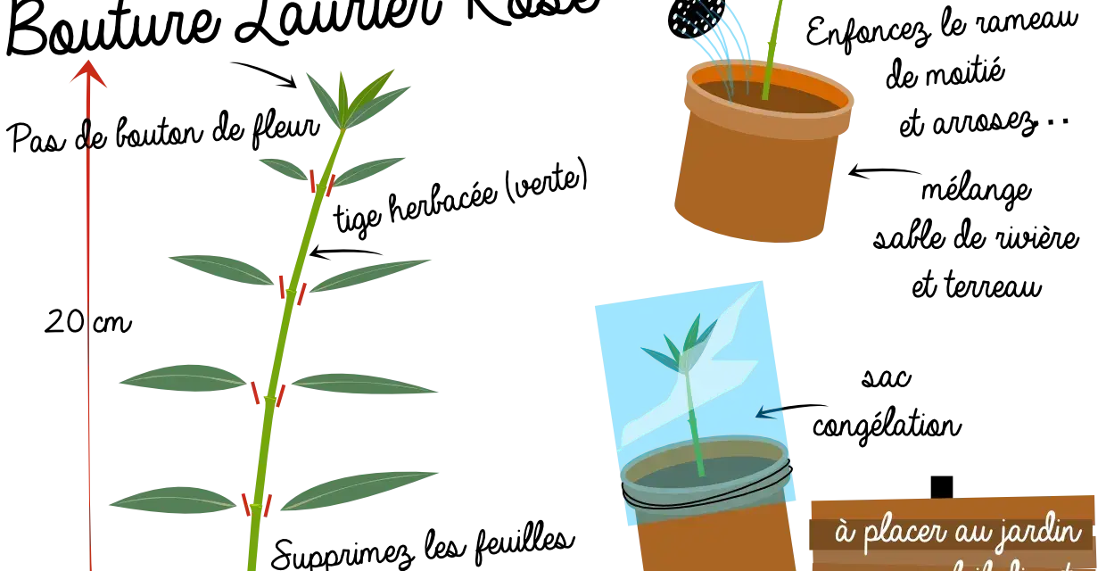 Illustration montrant comment préparer une bouture de laurier rose. Une tige est coupée, puis mise en pot et recouverte d'un sac plastique.