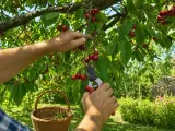 Main d'un homme récoltant des cerises rouges sur un cerisier avec des cisailles, un panier en osier à proximité.