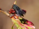 Mouche du cerisier sur un bourgeon. Le sulfate de fer, utilisé pour le traitement du sol, pourrait aider à prévenir les infestations.